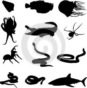 12 killer animal in Australia