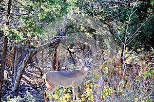 A 12 point male deer, buck, or stag stands majestically eying his forest territory.