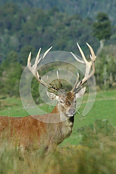 12-point stag