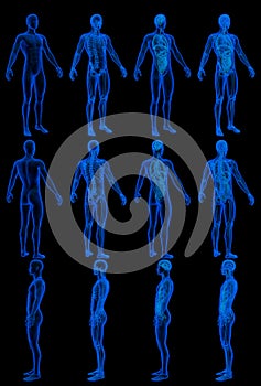 12 x-ray hologram renders of male body with skeleton and internal organs - roentgen concept for science - digital high resolution