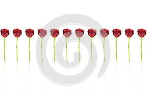 12 red roses