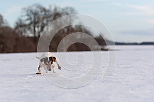 12 years old frozen Jack Russell Terrier dog is walking over a snowy meadow in winter. Dog has cold feet