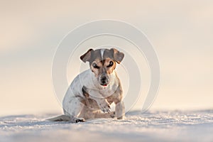 12 years old frozen Jack Russell Terrier dog is walking over a snowy meadow in winter. Dog has cold feet