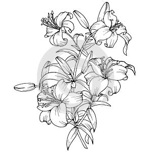 1210 lily, branch with flowers of lilies, black and white pattern, vector illustration, isolate