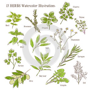 13 different kind of herbs watercolor illustration set