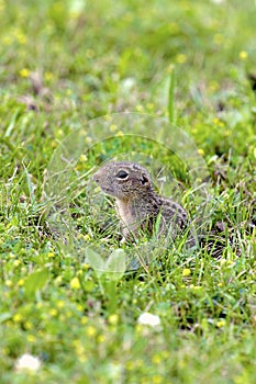 13-lined Ground Squirrel  601385