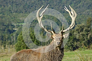 13-point stag
