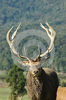 13 point stag against bushy mountain