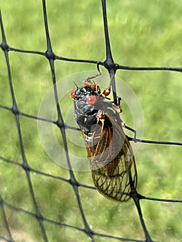 13 Year Red Eye Cicada Bug - Periodical cicadas - Magicicada - Morgan County Alabama USA