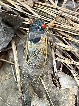 13 Year Red Eye Cicada Bug - Periodical cicadas - Magicicada - Morgan County Alabama USA