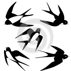 1323 martlet, martlet pictures, birds flying, vector illustration, isolate on a white background