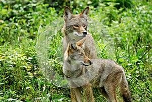 (1369) Coyotes photo