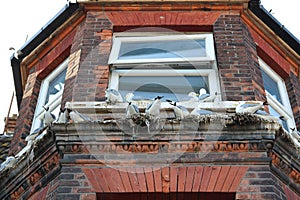 14 April 2023 - England, UK: Seagulls nesting on windowsill of old house