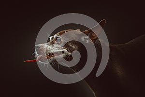 14 years old Toy Terrier dog eating snack. Studio shot