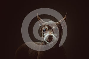 14 years old Toy Terrier dog. Studio shot