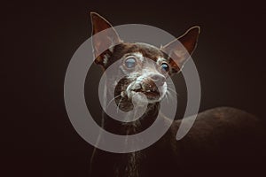 14 years old Toy Terrier dog. Studio shot