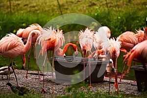 15.03.2019. Germany, Berlin. Zoologischer Garten. Bright pink beautiful flamingo birds walk through the teritorry and eat.