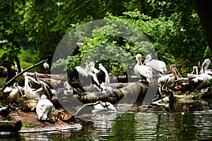 15.03.2019. Germany, Berlin. Zoologischer Garten. White adult pelicans walk through the teritorry and resent.