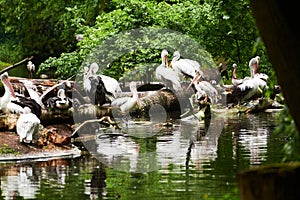 15.03.2019. Germany, Berlin. Zoologischer Garten. White adult pelicans walk through the teritorry and resent.