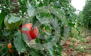 15.07.2021. Kragujevac, Serbia. Ripe tomatoes in the garden on a bush, organic vegetables on the shrub.