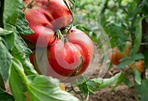 15.07.2021. Kragujevac, Serbia. Ripe tomatoes in the garden on a bush, organic vegetables on the shrub.