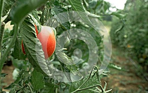 15.07.2021. Kragujevac, Serbia. Ripe tomatoes in the garden on a bush, organic vegetables on the shrub.