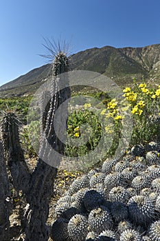 15-08-2017 Atacama Desert, Chile. Flowering Desert 2017