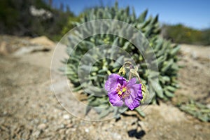 15-08-2017 Atacama Desert, Chile. Flowering Desert 2017