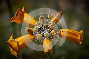 15-08-2017 Atacama Desert, Chile. Flowering Desert 2017