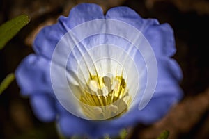 15-08-2017 Atacama Desert, Chile. Flowering Desert 2017