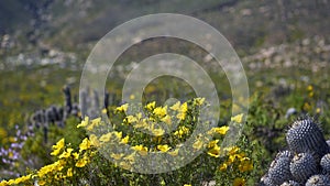 15-08-2017 Atacama Desert, Chile. Flowering Desert 2017