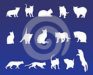 15 cat vectors