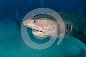15 ft. Tiger Shark