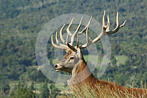 15-point stag in profile