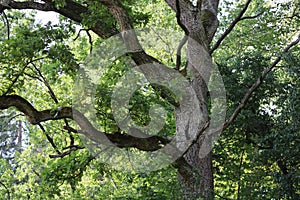 150 year old Oak with Moss