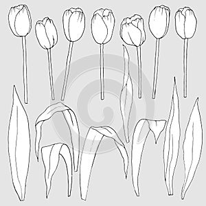 1510 flora, set of elements of flowers of tulips and leaves in black and white, vector illustration, isolate