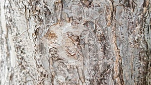 16:9 Background image, horizontal, tree bark pattern.