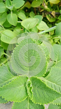 16:9 Vertical background image, “tiger ear” or common name Indian borage.