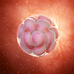 a 16 cell stage embryo