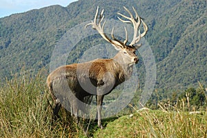 16-point stag