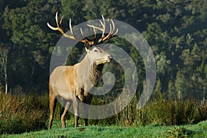 16-point stag near bush line