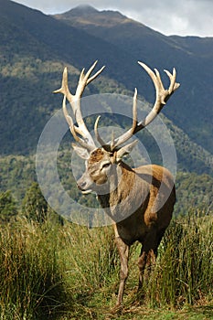 16-point stag near bush line