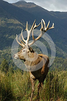 16-point stag near bush line
