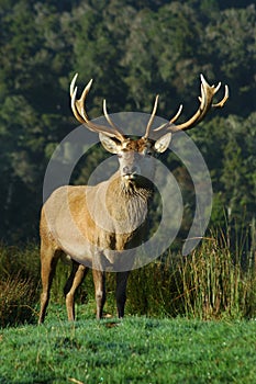 16-point stag near bush line