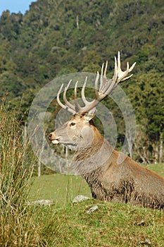 16-point stag in open field