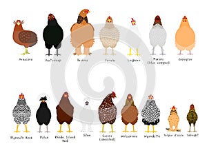 16 popular chicken breeds bundle