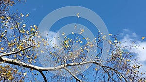 16 sec video blowing aspen bough and fast moving clouds in blue sky