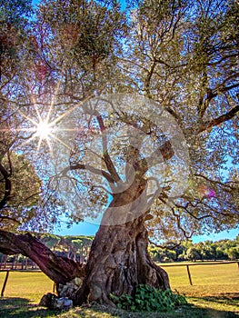 1600 year old olive tree on the beautiful Brijuni