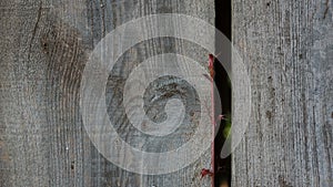 16x9 Wood Fence with Red Vine Background Close-up