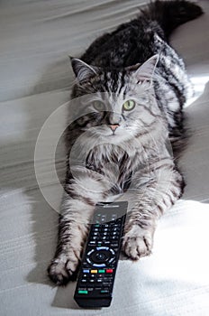 17.05 002. Siberian forest cat with TV remote control between pa